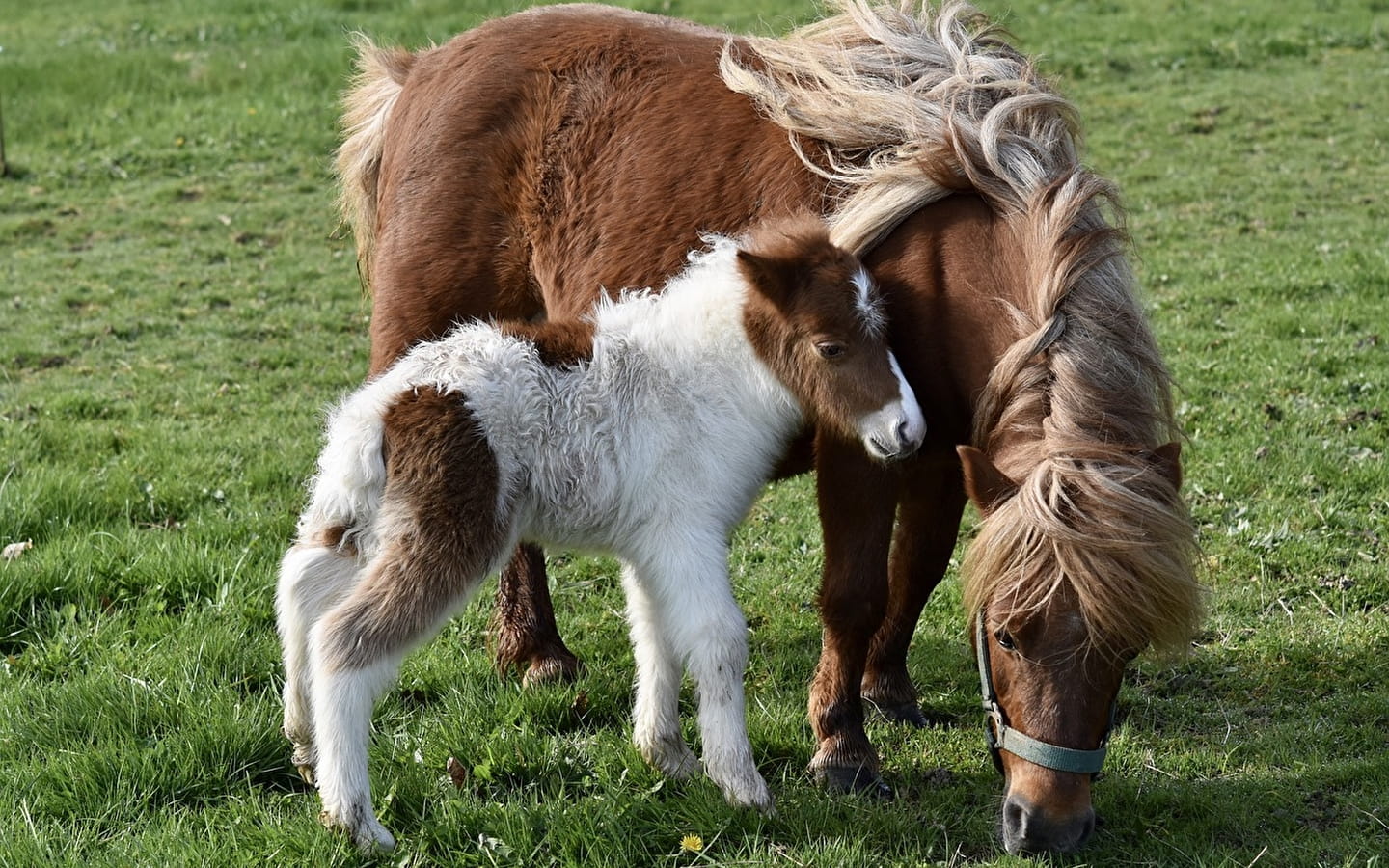 Ponyweek cursus