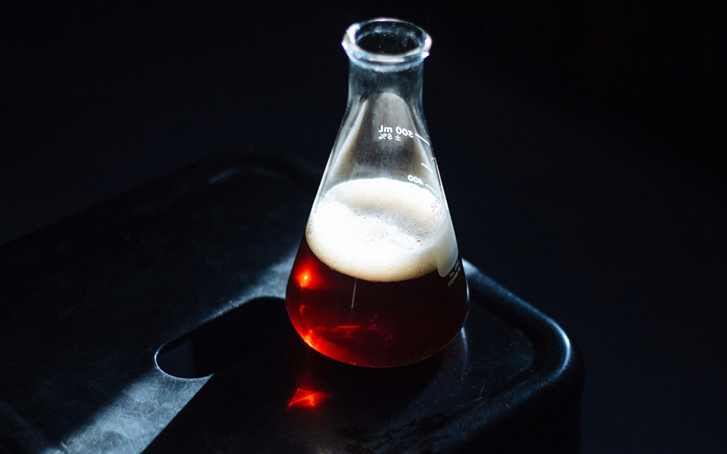 Bier, fermenten en mensen