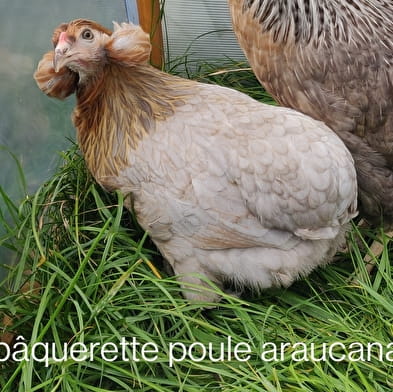 La ferme aux oeufs bleus