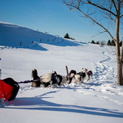 La vallée des laïkas - Chiens de traîneaux