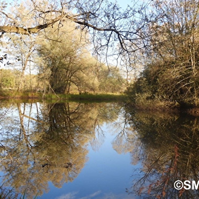 Lus van natuurlijke milieus in de moerassen van de Saône