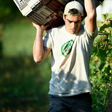 Domaine de Pacotille - Producteur de vin