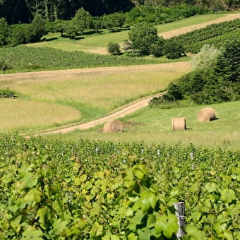 Lus 24: de zachte helling - POLIGNY