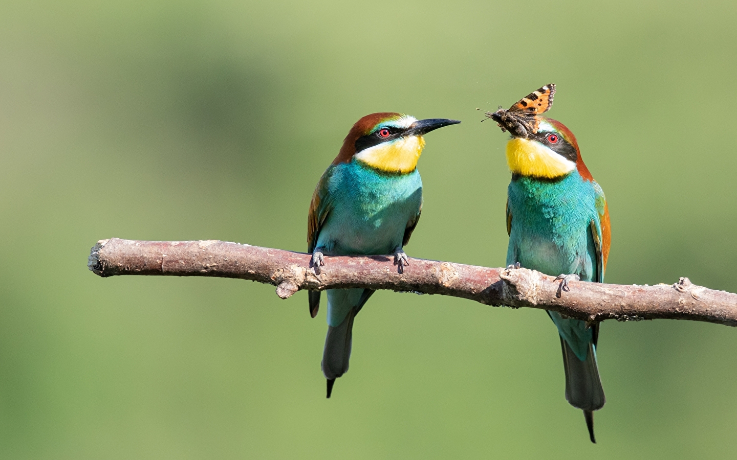 Vogels, een passie tentoonstelling