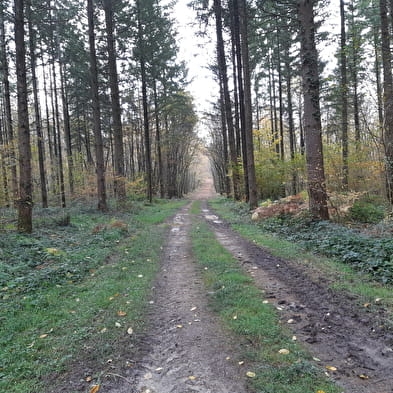 Bois de Fougemagne - Vallées Solnan et Sevron (VTT)