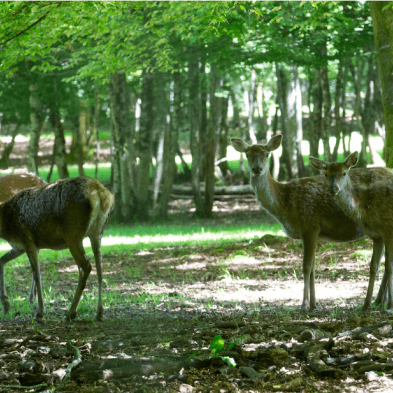 Le Cul des Prés