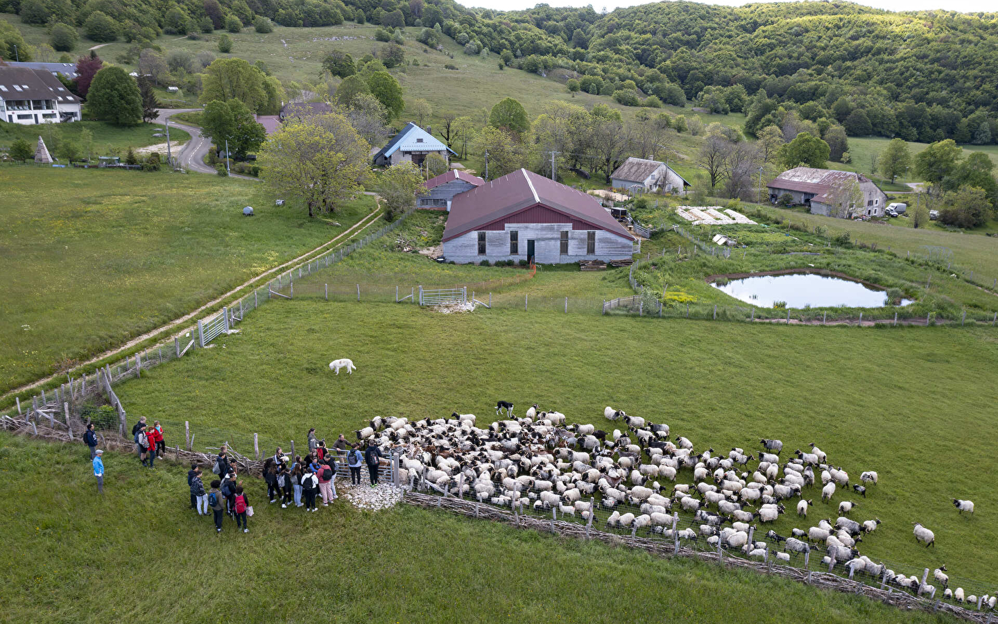 Randonnées en alpages avec la bergerie 'Au rythme du troupeau'