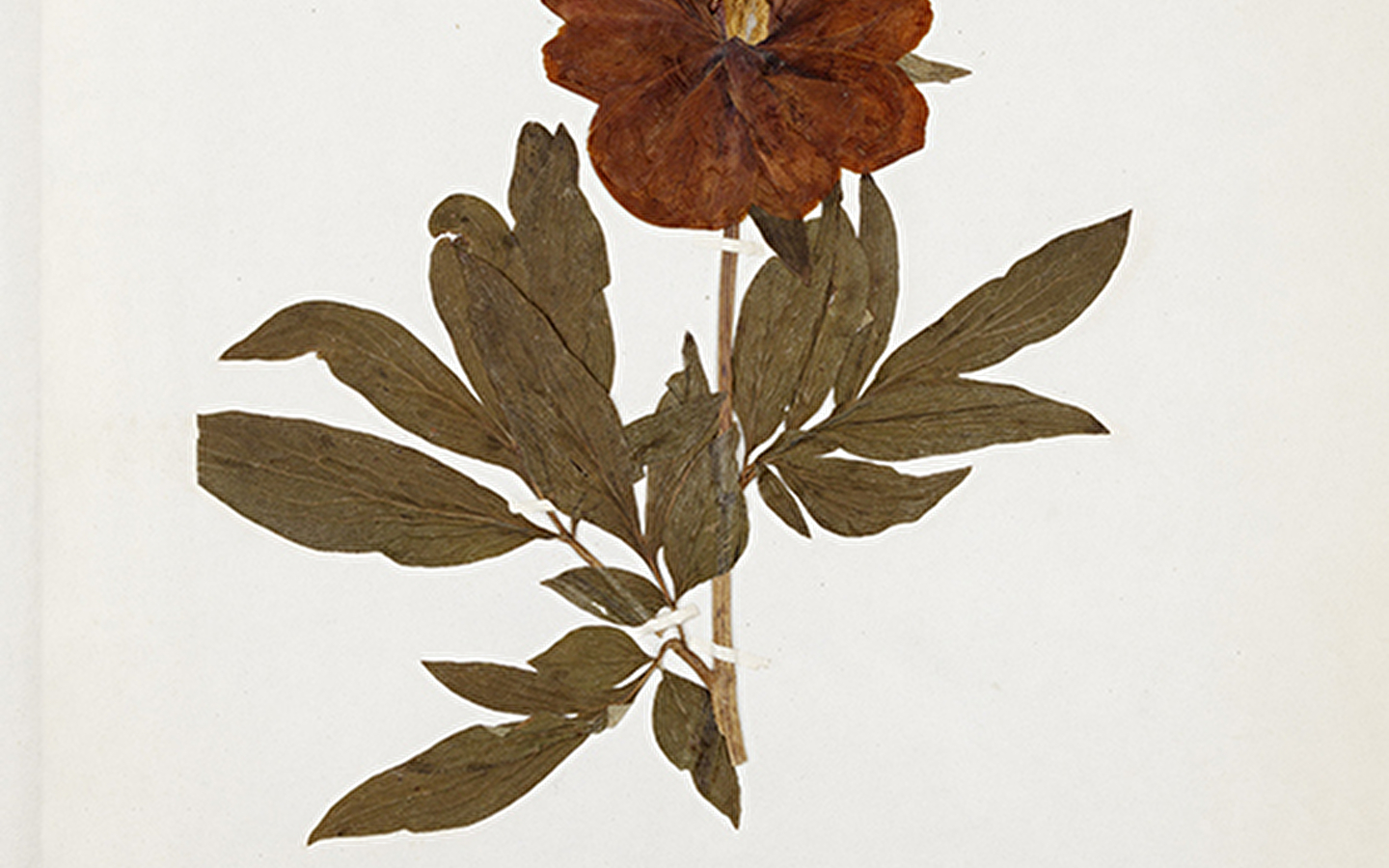 Vakantieworkshop - Je eigen herbarium maken