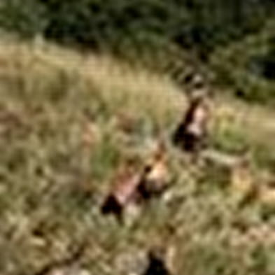 Les chamois du Revermont