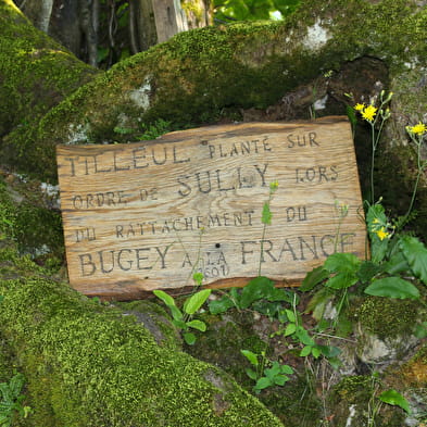 Le tilleul de Sully d'Ordonnaz : arbre remarquable