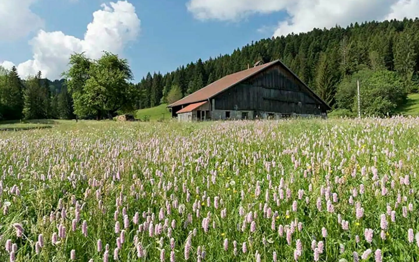 Chambre d'hôtes - Annick Jacquot