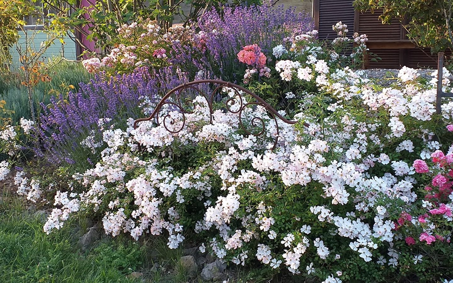 Roseraie- jardin du Lion d'Or