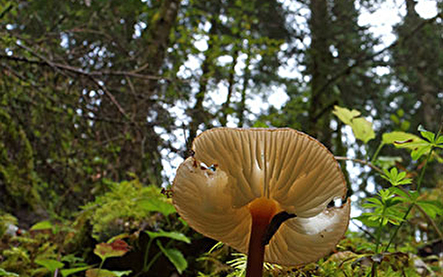 Het bos van de Mont Noir