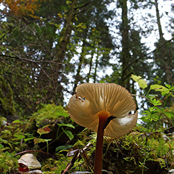 Het bos van de Mont Noir - LAC-DES-ROUGES-TRUITES