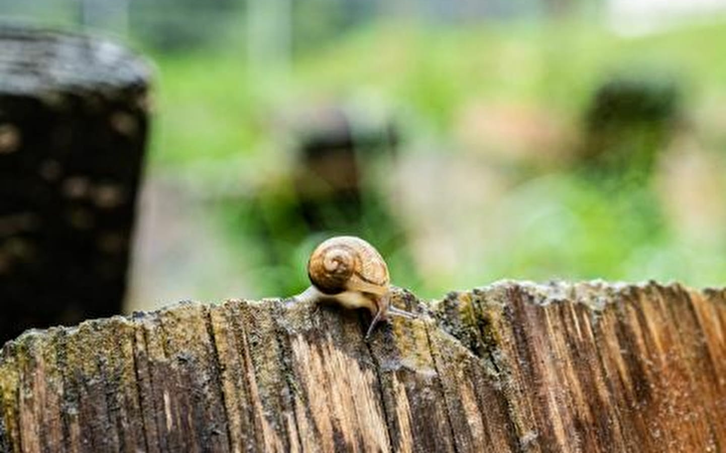 Le Moulin Burignat: slakken donderdag