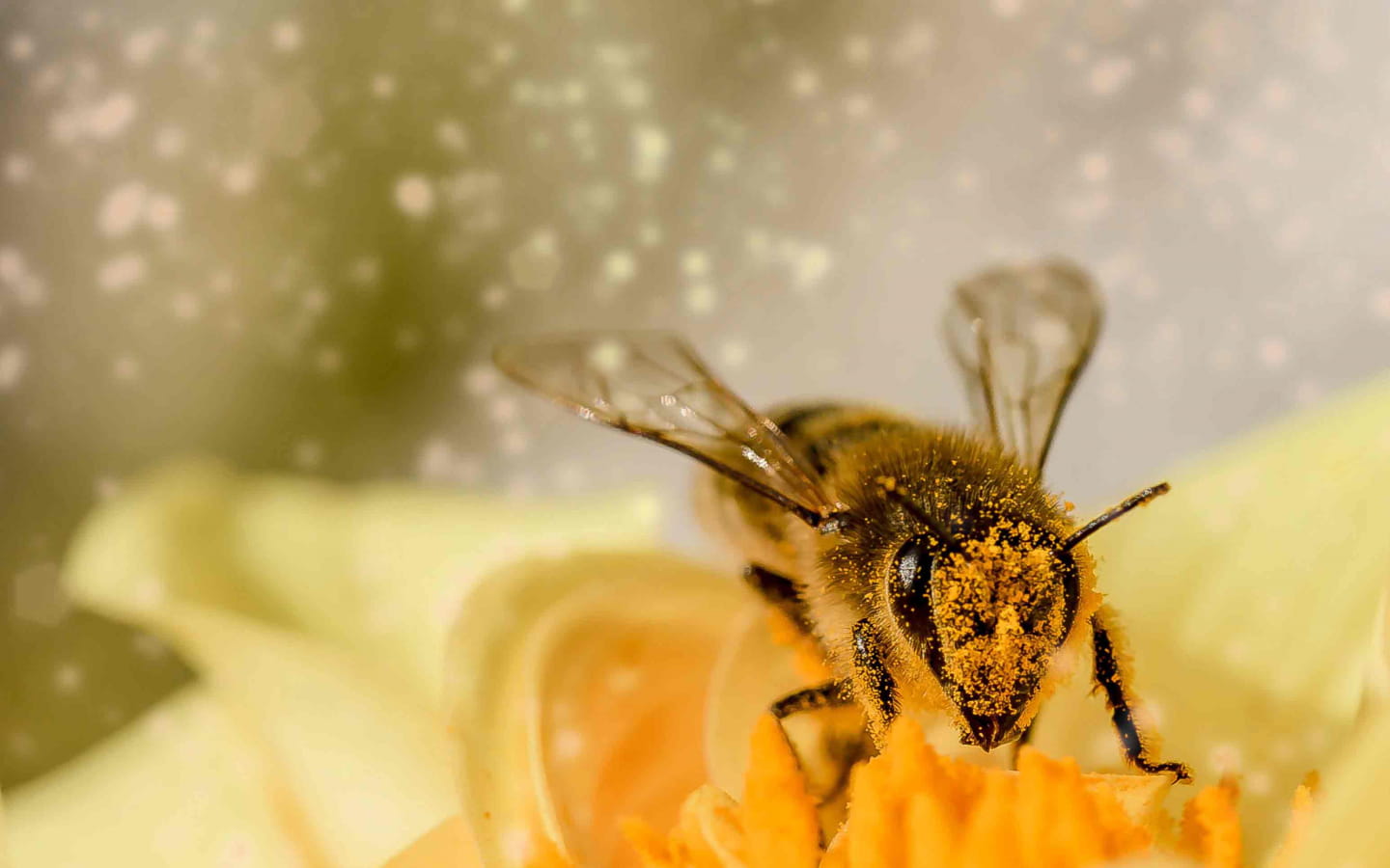 123 Natuur kinderworkshop: Bijen en kaarsen