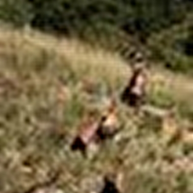 Les chamois du Revermont