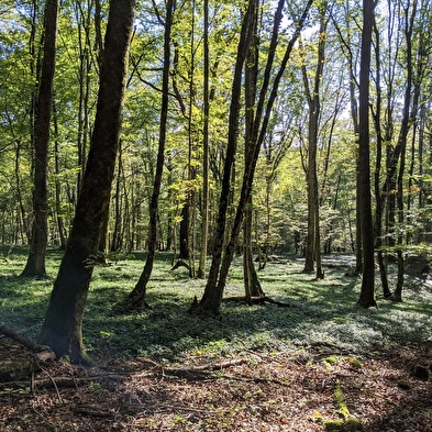 Chatard cross walking loop