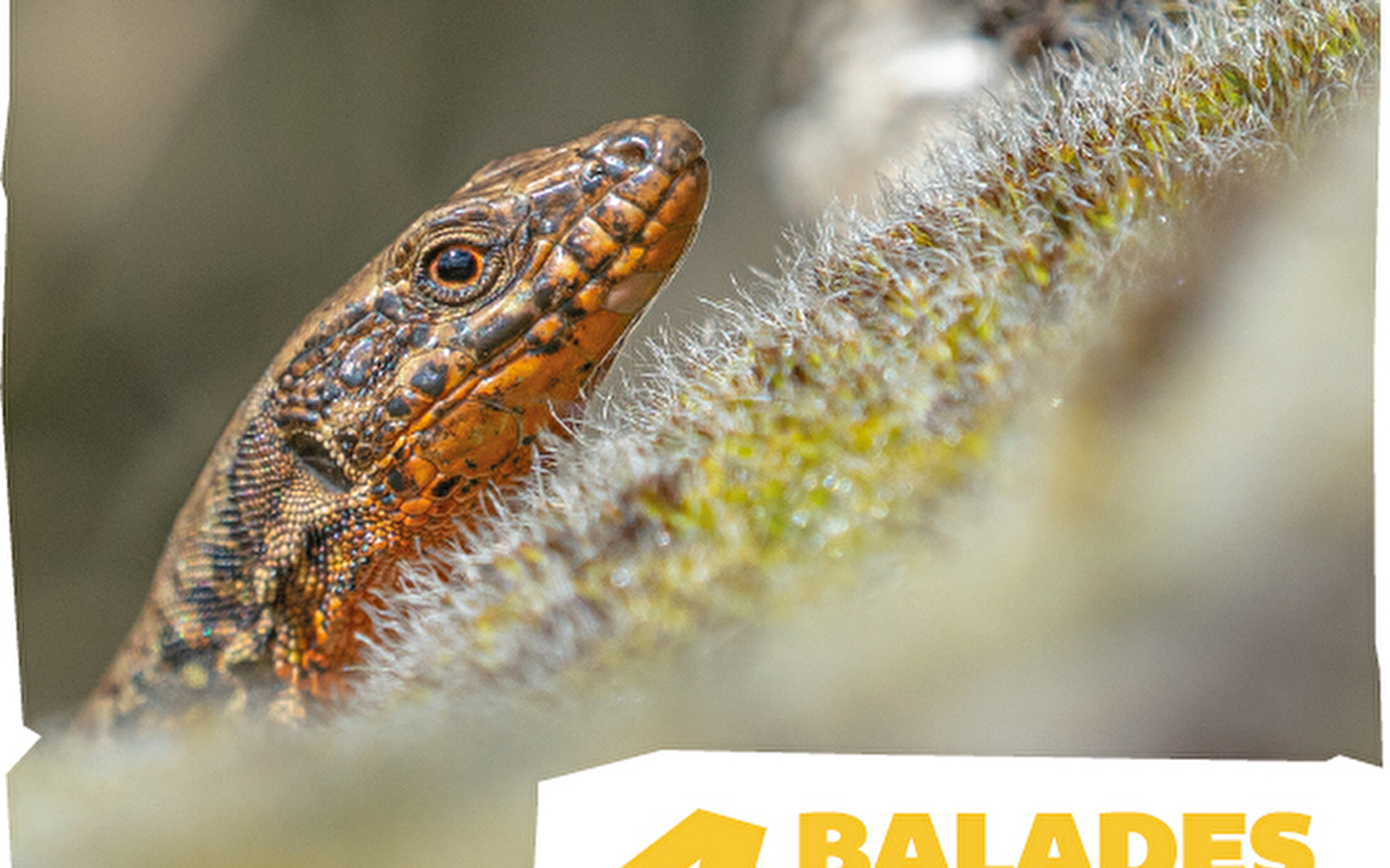 Biodiversiteit in de stad - Nocturne