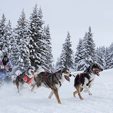 Balade en chiens de traineaux avec Passe Partout