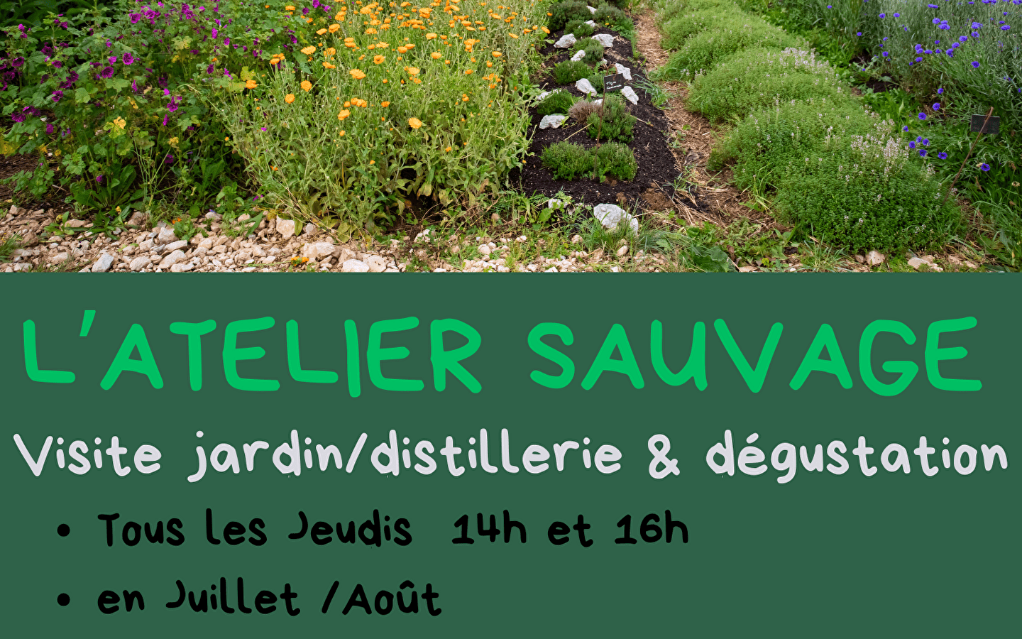 Tuinrondleiding/distilleerderij/proeverij 
