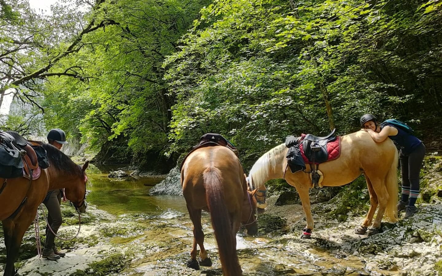 Stages et balades à cheval ou poney au Domaine équestre de la Maurinière