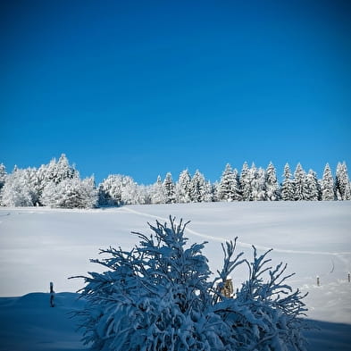 Activités hiver de la Ferme Bertrand et ses chiens des neiges : balade en traîneau à chiens