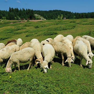 La Bergerie de Morgelas