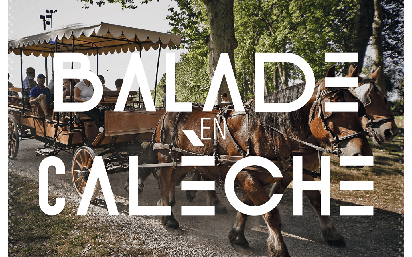Ritje met paard en wagen
