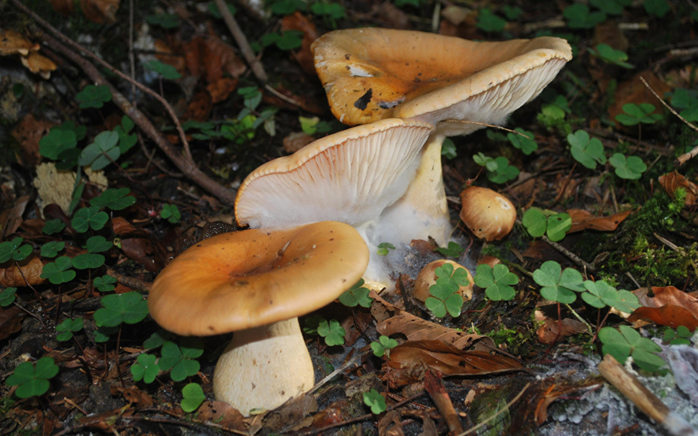 Natuur in de herfst