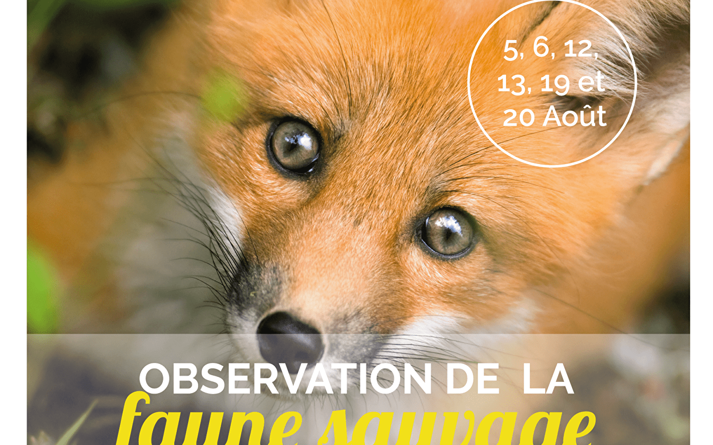 Wildlife observatie avond