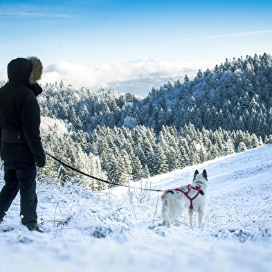 Cani-randonnée avec Nordic Indiana