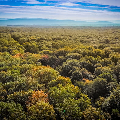 Forêt domaniale de Seillon, ENS de l'Ain