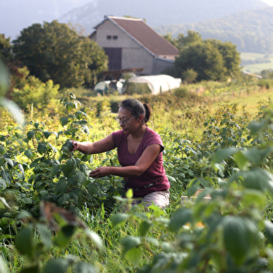 Bezoek aan een biologische fruitboerderij - Le Champ des Gourmands
