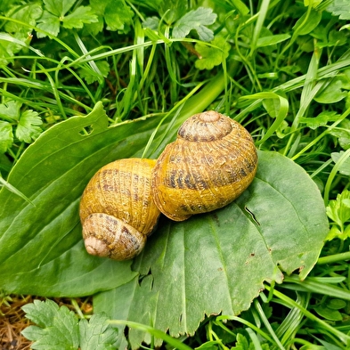 L'escargot du Lison