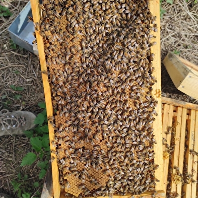 Rucher Tilia - vente de miel