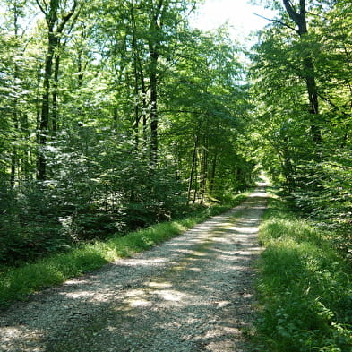 Forêt domaniale de Seillon, ENS de l'Ain