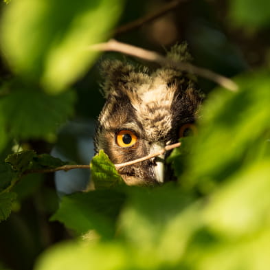 Instinct Nature Photographie - Yoann Thionnet