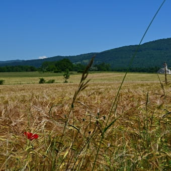 Lus 17: Suran Valley - VAL SURAN