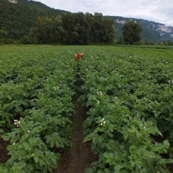 Ferme maraichère et pédagogique des Flam'en vert - PEYRIEU