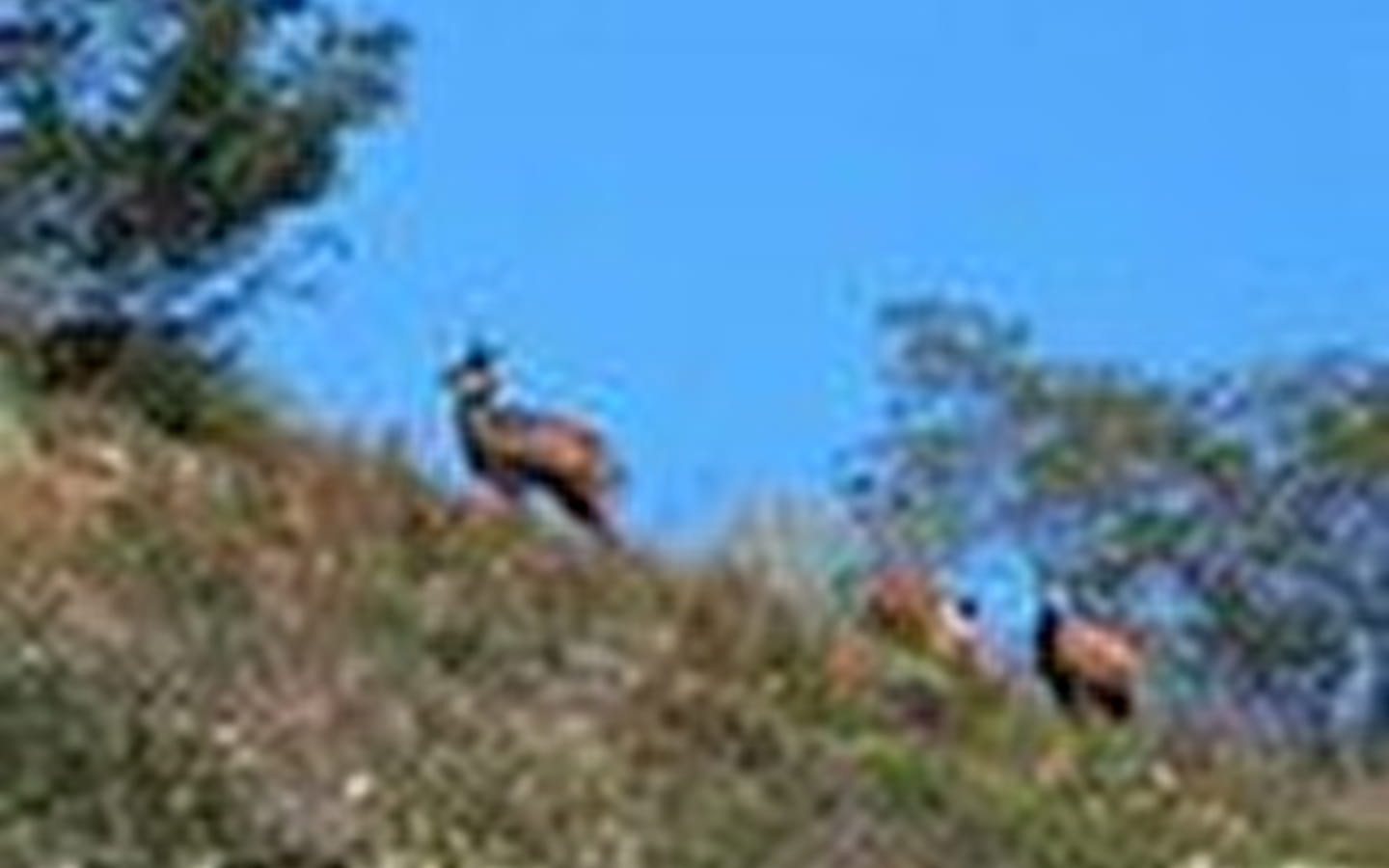 Les chamois du Revermont