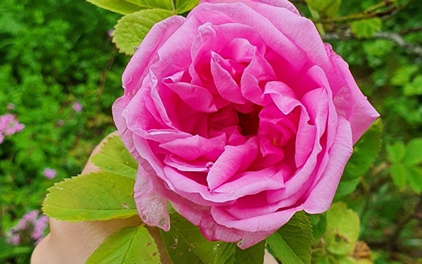 De vijf zintuigen in de tuin: zicht