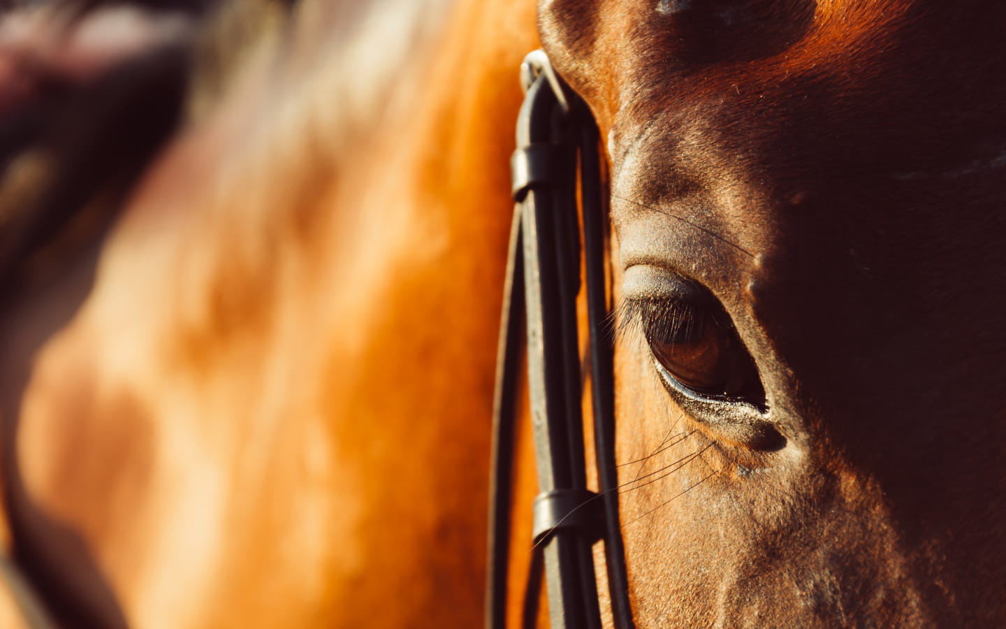Atelier 123 nature : animaux sportifs