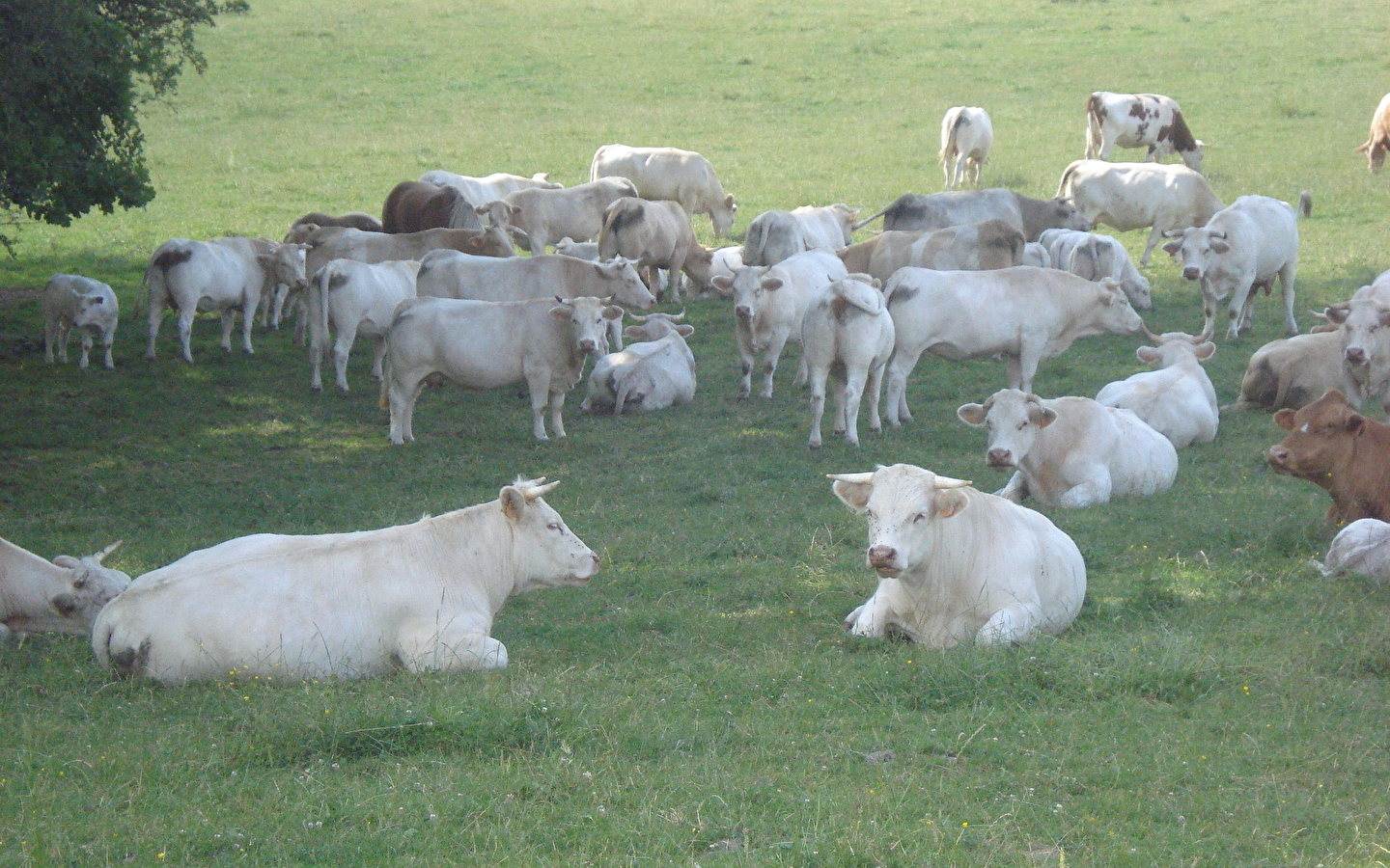 La Ferme de Marcel