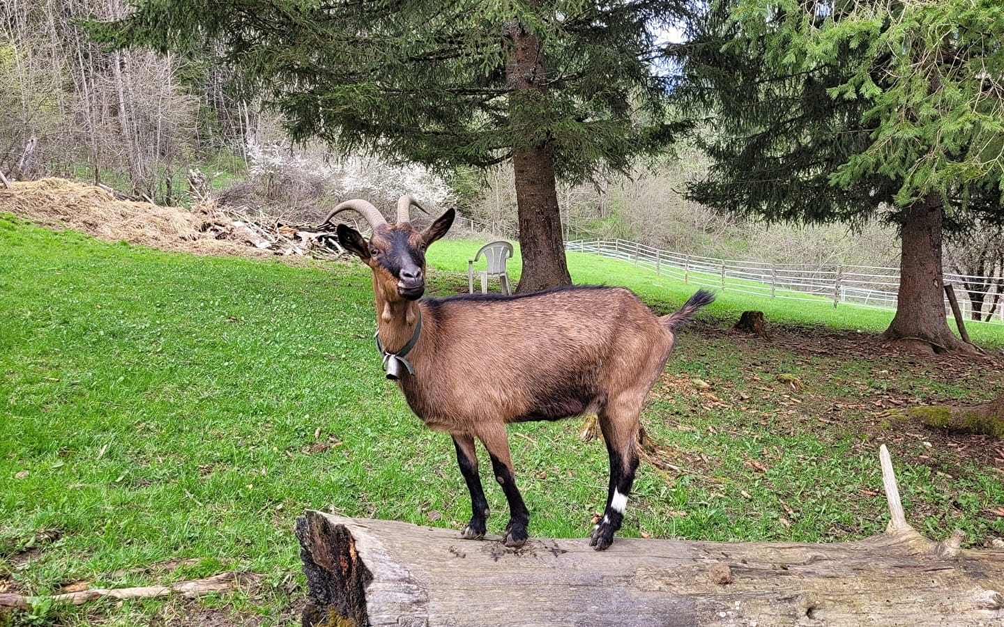 Chèvrerie La Val's des Biques