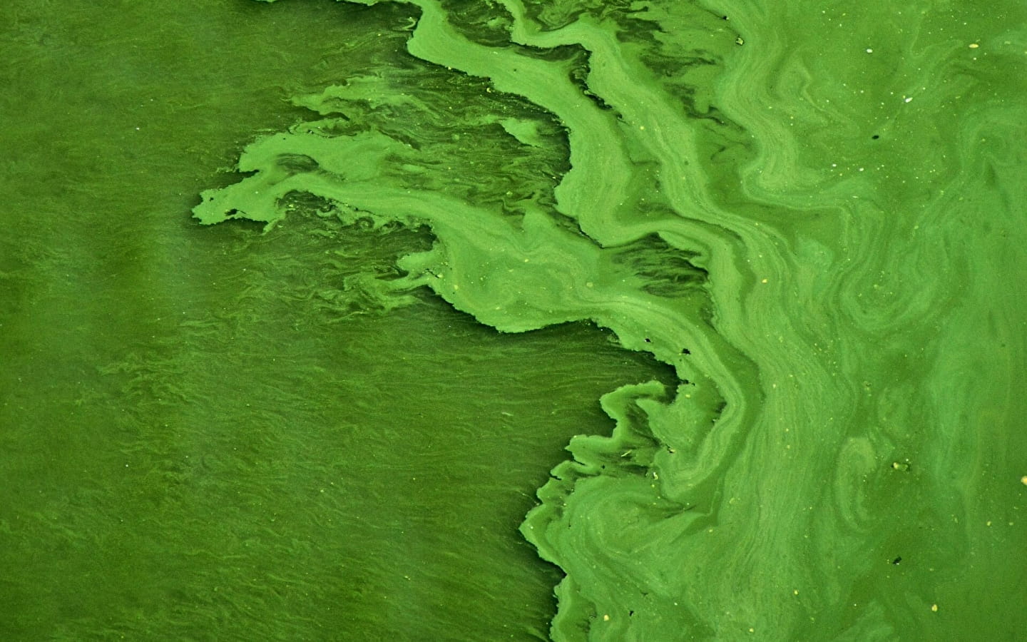 Groene algen
