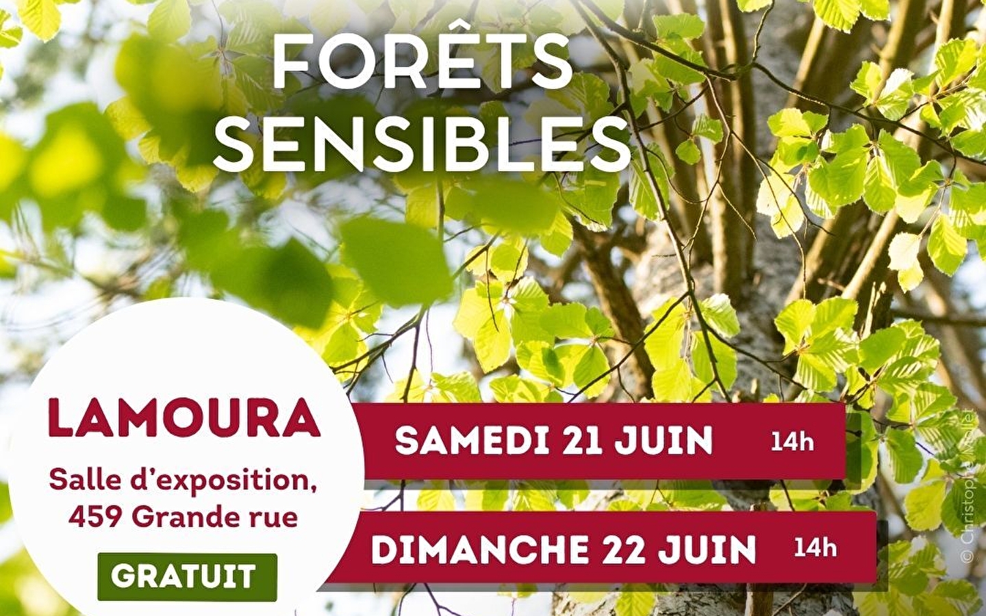Natuuractiviteiten: kwetsbare bossen
