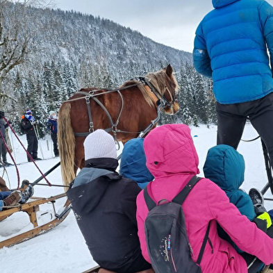 Promenade en petit groupe en luge attelée