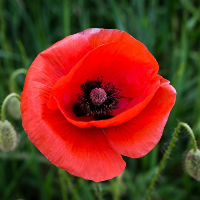 Tisanes et Bourgeons