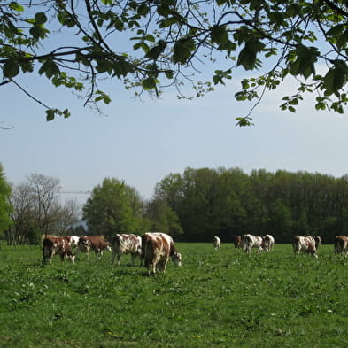 Sardélices (la boutique du lycée agricole des Sardières)